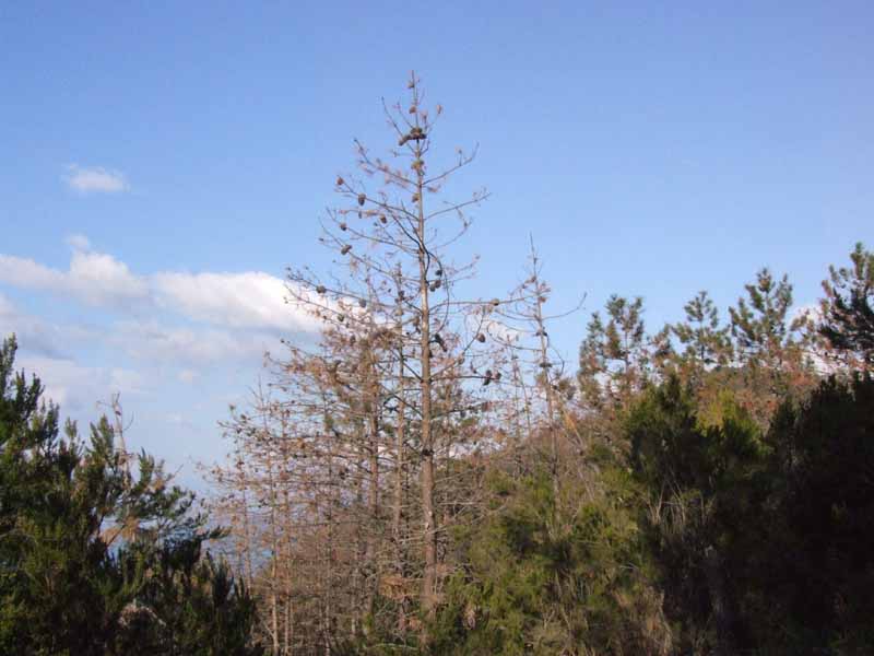 Pinete in pericolo